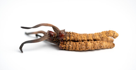 close up Ophiocordyceps sinensis or mushroom cordycep this is a herbs. Medicinal properties in the treatment of diseases.