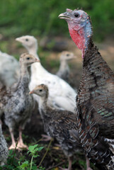 Turkey hen with young turkey-poults