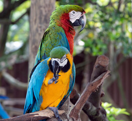 blue and yellow macaw