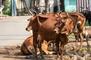 Cows tied by the roadside outside on a quiet street in a village in Tamil Nadu in South India.