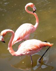 pink flamingo in the water