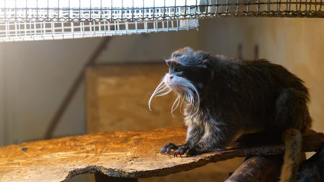 Emperor Tamarin or Saguinus imperator in the cage. 4K Slow Motion video