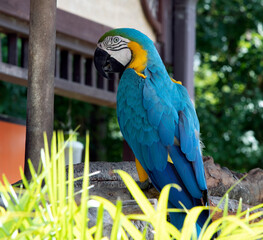 blue and yellow macaw