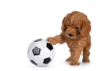 Adorable Cobberdog puppy aka Labradoodle dog, playing with one paw on black and white foot ball....