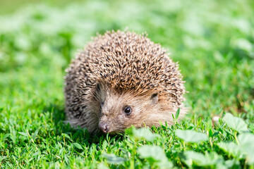 hedgehog on the grass..