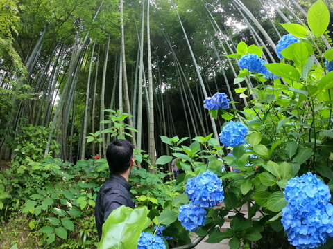 Man walking in rainforest near blue Hydrangea flowers