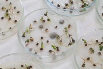 
Studying mold on germinated seeds in a science laboratory