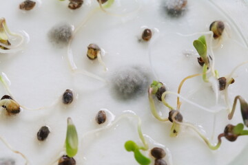 
Studying mold on germinated seeds in a science laboratory