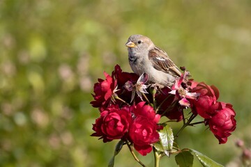 sparrow in roses