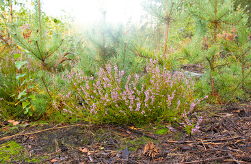 Fototapeta premium Blooming wild pink purple heather flowers in the forest on an autumn day.