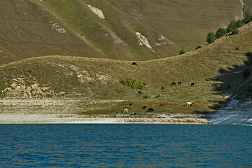 The alpine lake Kezenoy-Am is the largest lake in the Caucasus.
