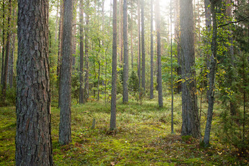 Fototapeta premium Forest trees illuminated by sunlight. Forest Glade.
