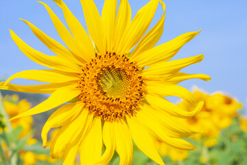 Close up or macro beautiful sunflower in garden