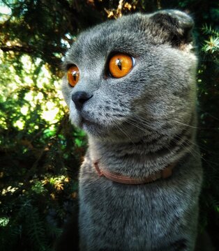 Russian blue cat
