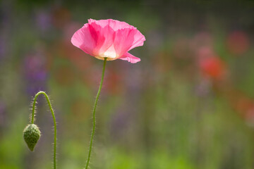 Single, vibrant, pink poppy against a soft background of lupine and other meadow flowers
