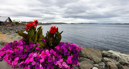 Scenic View of the flowers on the Pacific Ocean Coast during a cloudy summer day. Sidney, Victoria, Vancouver Island, British Columbia, Canada