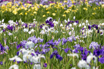 満開のあやめ　千葉県　日本