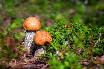 Boletus mushroom grows in the forest. Edible mushrooms. Concept. Photo