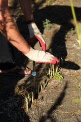 A scientist examines the soil in a field with hemp using a drill.