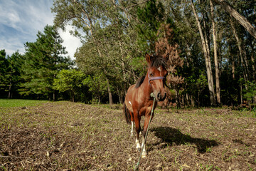 Beautiful Brazilian horse in a farm with many trees.
