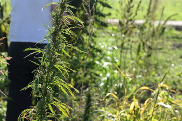 Farmer works in hemp field. Slices excess plants with a sickle