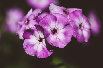 Obraz premium Phlox / Blume