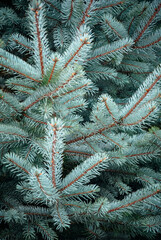 Naklejka na ściany i meble green spruce branches close-up background