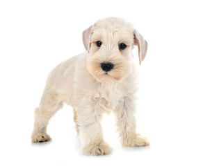 puppy miniature schnauzer in studio
