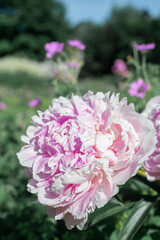 macro photography of a pink peony on a bush