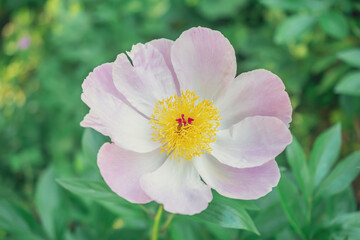 Rosa nutkana; macro photography of a white flower. Natural background. Flowers background. Beautiful neutral colors