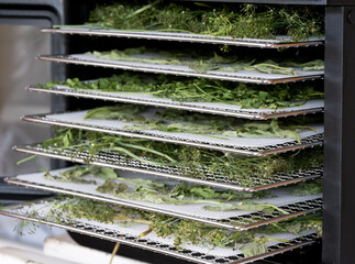 Some trays with herbs - parsley, dill, basil inside of food dehydrator machine.