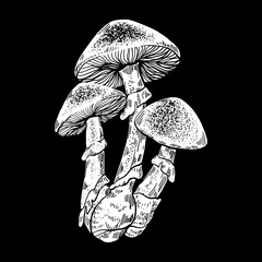 Vector hand drawn  illustration of mushroom. Creative hand sketched artwork . Template for card, poster, banner, print for t-shirt, pin, badge, patch. © varvarabasheva