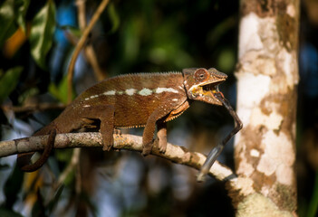 Cameleon panthere, male, furcifer pardalis, Madagascar