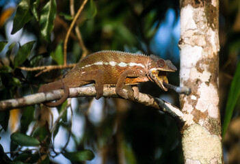 Cameleon panthere, male, furcifer pardalis, Madagascar