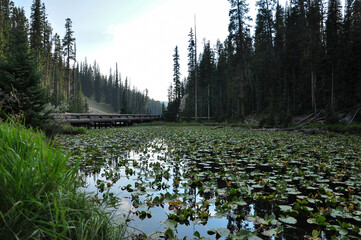 landscape with pine trees, a wooden bridge and a small lake in yellowstone national park.
