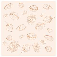 Fototapeta na wymiar Set of different nuts, autumn leaves and physalis, hand drawn