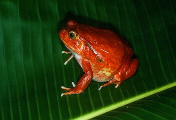 Fototapeta premium Crapaud rouge de Madagascar, Dyscophus antongilii
