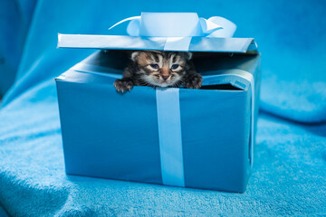 gray tabby kgray tabby kitten on a blue gift boxitten on a blue gift box