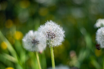 Dandelion in the sunlight across a fresh green morning background. Green background