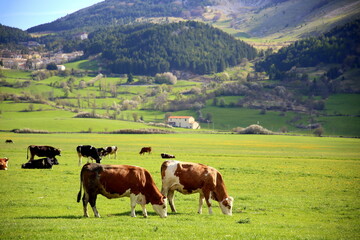 Fototapeta na wymiar Pair of cows grazing in the green meadow, with the other ones and mountains in the background, Pescocostanzo, Abruzzo, Italy