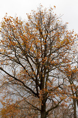 yellow and orange foliage on trees in autumn