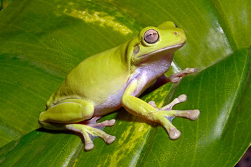 Australian green tree frog // Korallenfinger-Laubfrosch (Ranoidea caerulea, Litoria caerulea)