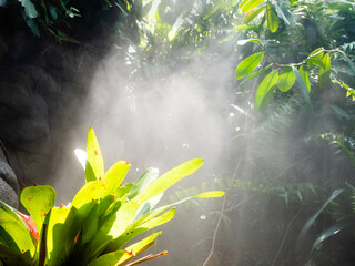 Valdivian temperate rain forest in South America.