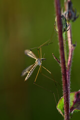 Crane fly // Schnake (Tipula lateralis)
