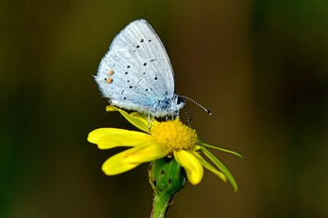 Short-tailed blue // Kurzschwänziger Bläuling (Cupido argiades)