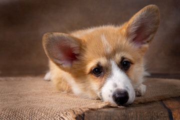 Charming puppy Welsh corgi Pembroke lies and looks at the camera on a dark background