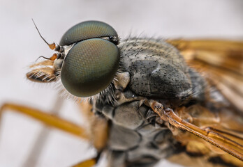downlooker snipefly (Rhagio scolopaceus) in high detail