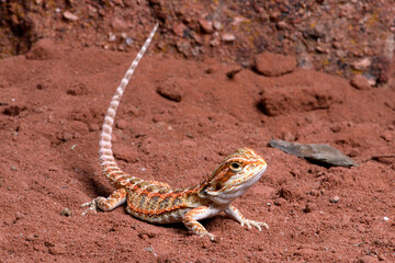 Bearded dragon // Bartagame (Pogona vitticeps