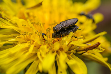 pair of Metallic wood-boring beetles (Anthaxia quadripunctata) mating in dandelion flower