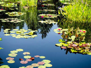 Lotus Plant And Water Lily In Pond In Botanical Garden